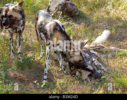 Playing African wild dogs (Lycaon pictus), once also known as Cape hunting dog, highly endangered species South Africa Stock Photo