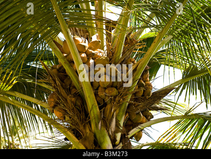 Detailed view of loaded bunch of golden coconuts with growth of leaves on a palm tree on tropical beach resort of Mamallapuram. Stock Photo