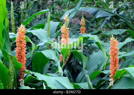 HEDYCHIUM ASSAM ORANGE Stock Photo