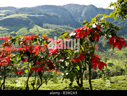 Beautiful panoramic landscape of lush green mountain range with tea estates, spice and fruit farms of Idukki district of Kerala. Stock Photo