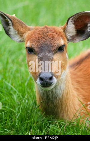 Sitatunga female Stock Photo