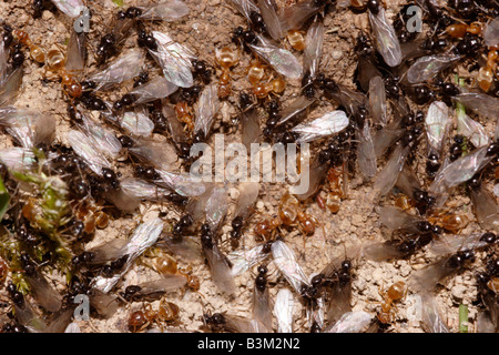 Yellow meadow ants Lasius flavus Formicidae releasing queens from the nest UK Stock Photo