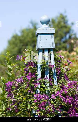 Blue painted wooden garden obelisk with purple Clematis climbing through it in early Autumn Stock Photo