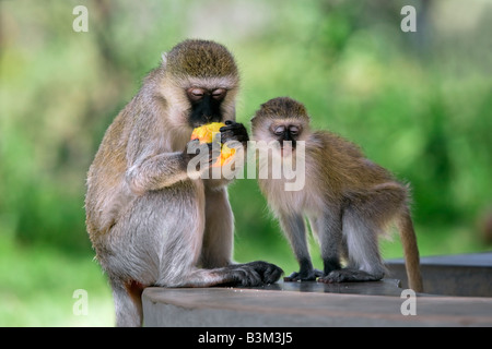Vervet (green) monkey (Cercopithecus pygerythrus) Stock Photo