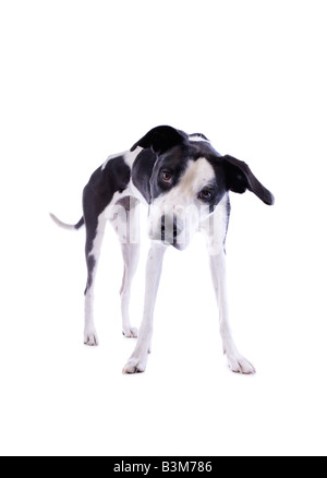 Standing full body shot of Black and white Great Dane mix dog isolated on white background