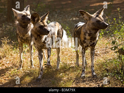Pack of African wild dogs (Lycaon pictus), once also known as Cape hunting dog, highly endangered species South Africa Stock Photo