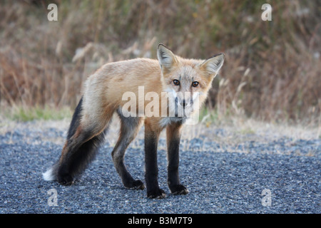 Red Fox at South Beach, San Juan Island, Washington, USA Stock Photo