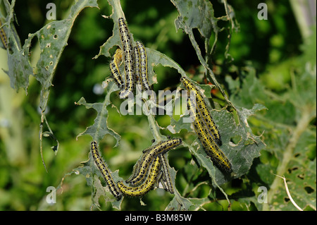 Large white butterfly Pieris brassicae caterpillars on stripped leaves of a cabbage plant Stock Photo