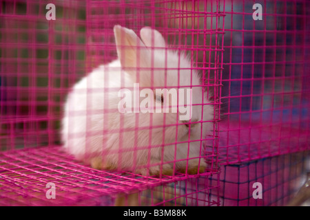 Pet Stall at Chatuchak Weekend Market Bangkok Thailand Stock Photo