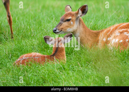 Sitatunga antelope Stock Photo