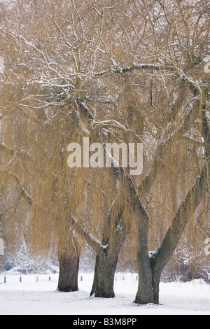 Winter scene with willow trees covered in snow Stock Photo