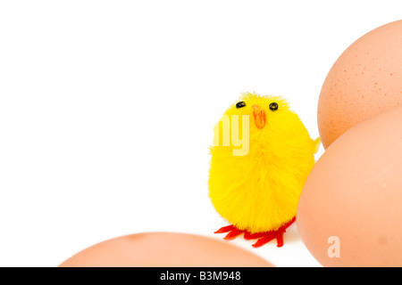 Easter chick and real eggs isolated on white with copyspace Stock Photo