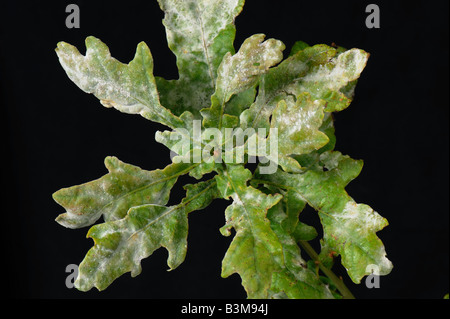 Powdery mildew Microsphaera alphitoides on oak tree leaves Quercus robur in autumn Stock Photo