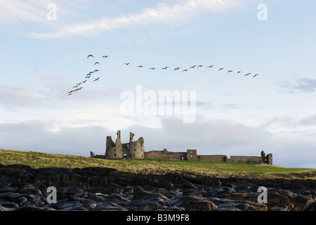 Flock of Geese in formation over Dunstanburgh Castle Northumberland United Kingdom late August 2008 Stock Photo