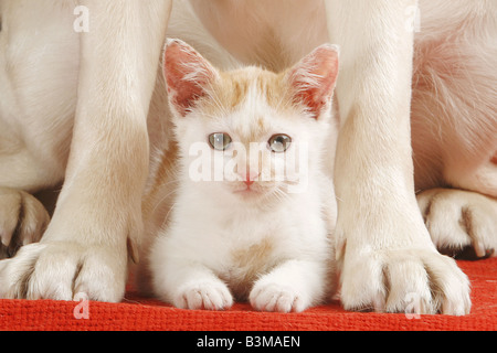 animal friendship : cat between dog paws Stock Photo