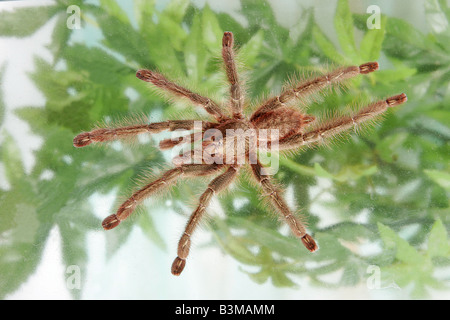 Redslate ornamental tarantula / Poecilotheria rufilata Stock Photo