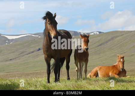 icelandic horse with two foals - standing on meadow Stock Photo
