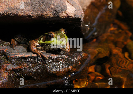 Green frog Rana clamitans sitting on rock hi-res Stock Photo