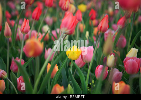 MULTICOLORED TULIPS IN SPRING IN NORTHERN ILLINOIS USA Stock Photo