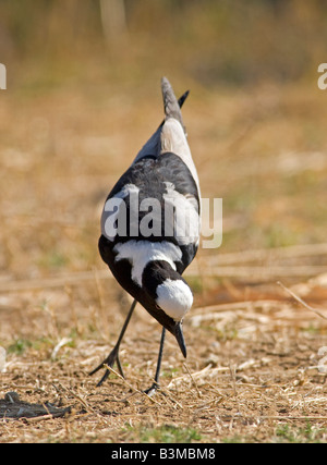 Blacksmith Lapwing or Blacksmith Plover (Vanellus armatus), Kruger National Park, South Africa. Stock Photo