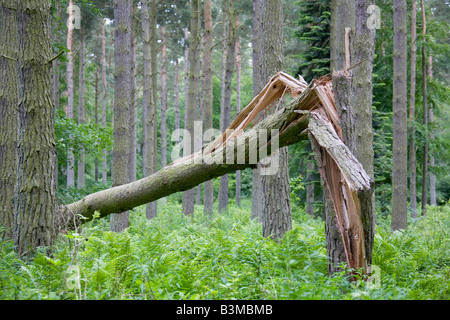 Cracked and broken tree trunk of fallen tree Stock Photo