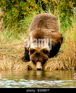 Grizzly bear at Brooks Falls, Katmai National Park, Alaska Stock Photo ...