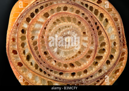 Section through the pseudostem of a banana plant showing concentric layeers of leaf sheaths Stock Photo