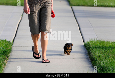 A six week old Yorkshire Terrier puppy goes for a walk Stock Photo