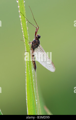 mayfly - at plant Stock Photo