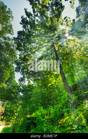 Beautiful green forest with sun rays coming through trees background ...