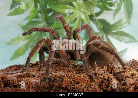 goliath bird eating spider / Theraphosa blondi Stock Photo