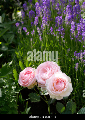 Rosafarbene Rose und bluehender Lavendel, rose and lavender in the garden