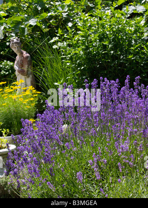Bluehender Lavendel, Field of Lavender