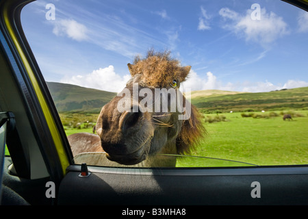 Wild pony takes a closer look inside a car Cumbria England UK Europe Stock Photo