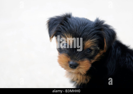 A six week old Yorkshire Terrier puppy Stock Photo