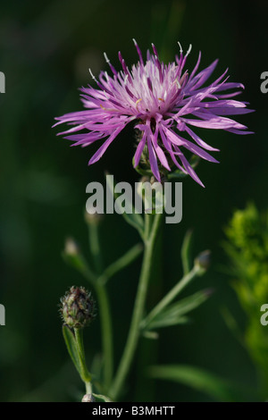 Purple Centaurea stoebe Spotted Knapweed head of flower blurry blurred background nobody horizotal wallpapers flowers close up hi-res Stock Photo