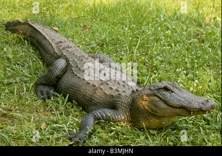 CLOSEUP OF AMERICAN ALLIGATOR (ALLIGATOR MISSISSIPPIENSIS) /  SOUTH CAROLINA Stock Photo