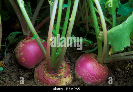 Purple Top White Globe Turnips Brassica rapa  USA Stock Photo