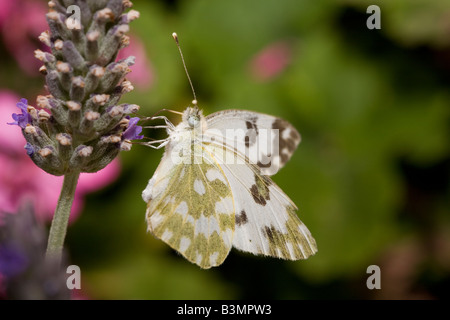 Eastern Bath White Butterfly Pontia edusa Peloponnese Greece Stock Photo
