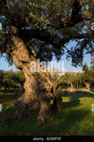 Koroneiki Olive Tree Peloponnese Greece Stock Photo