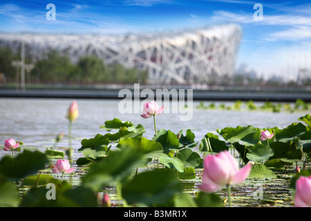 Water Lily Near The National Stadium,Beijing,China Stock Photo