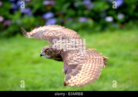 “European Eagle Owl” “Bubo Bubo” in flight Stock Photo