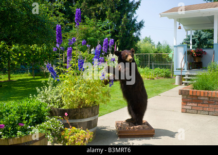 A stuffed cinnamon colored black bear trophy Ursus americanus stands in a residential backyard Stock Photo