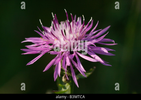 Purple Centaurea stoebe Spotted Knapweed head of flower blurry blurred background nobody horizotal wallpaprs flowers close up hi-res Stock Photo