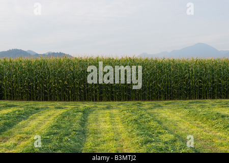 Freshly cut hay lays in rows beside a corn field on a dairy farm in Abbotsford British Columbia Canada Stock Photo