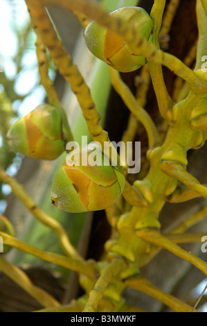 Very young coconuts Cocus nucifera growing on tree Stock Photo