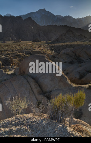 Green high desert plants and rocks with the back lit Eastern Sierras in the background. Stock Photo