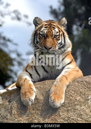 Siberian Tiger Stock Photo