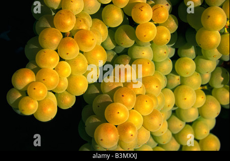 Palomino grapes used to make Fino sherry Andalusia , Spain Stock Photo