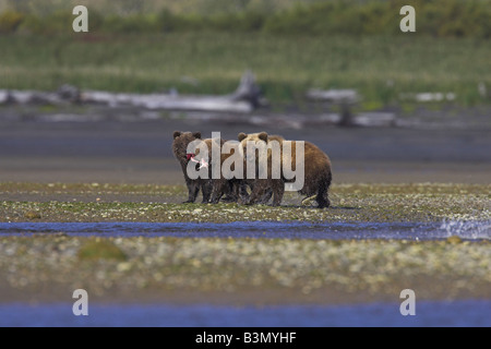 Grizzly Bear Ursus arctos cubs running away from fight carrying salmon kill in Hallo Bay, Alaska in September.